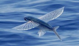 娱乐吃瓜酱飞鱼,揭秘吃瓜酱飞鱼的幕后故事