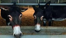 二驴爆料聊城事件视频,揭秘聊城事件背后真相